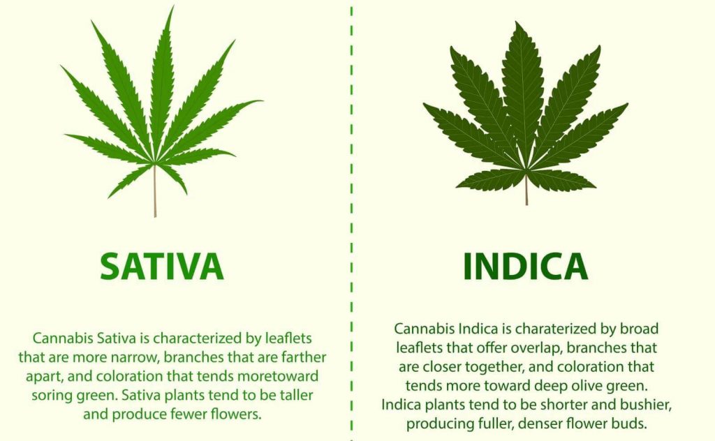 Indica vs. Sativa Strains