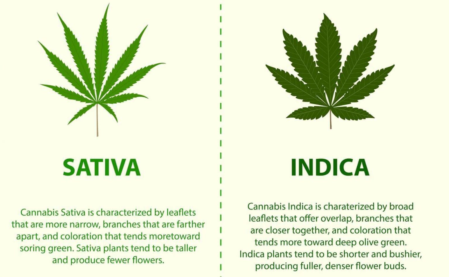 The Difference Between Indica and Sativa Cannabis Strains