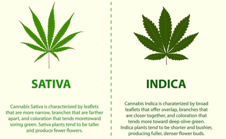 The Difference Between Indica and Sativa Cannabis Strains