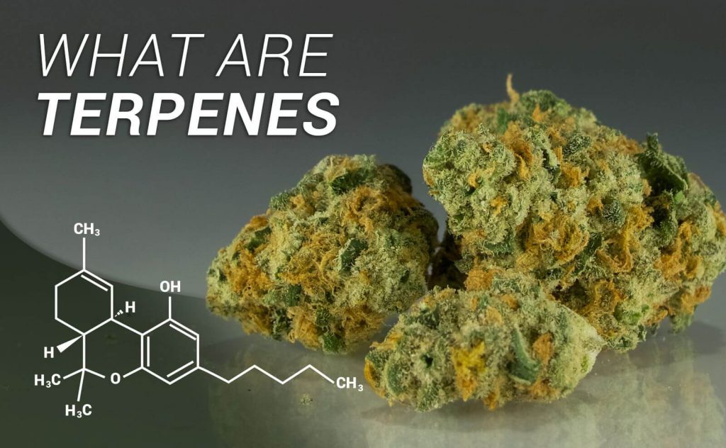 What Are Terpenes?